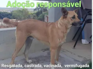 Cachorro raça SRD-ViraLata idade 4 anos nome Manuela 