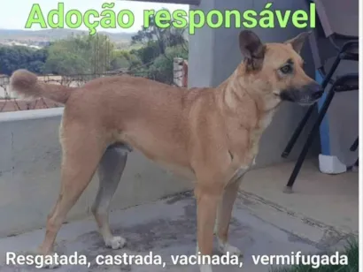 Cachorro raça SRD-ViraLata idade 4 anos nome Manuela 