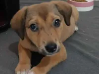 Cachorro raça SRD-ViraLata idade 2 a 6 meses nome Melanie