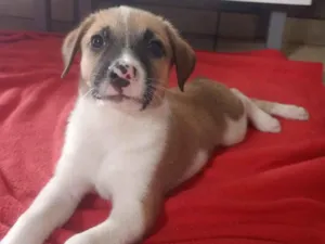 Cachorro raça SRD-ViraLata idade 2 a 6 meses nome Claudinho 