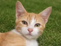 Gato raça SRD-ViraLata idade 2 a 6 meses nome Fred 