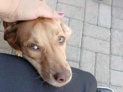 Cachorro raça SRD-ViraLata idade 7 a 11 meses nome Caramela