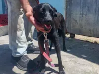 Cachorro raça SRD-ViraLata idade 2 a 6 meses nome Suita