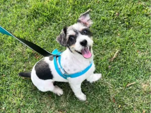 Cachorro raça SRD-ViraLata idade 7 a 11 meses nome Scooby 