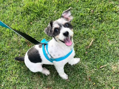 Cachorro raça SRD-ViraLata idade 7 a 11 meses nome Scooby 