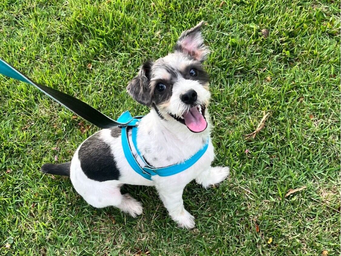 Cachorro raça SRD-ViraLata idade 7 a 11 meses nome Scooby 