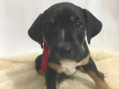 Cachorro raça SRD-ViraLata idade 2 a 6 meses nome Thor 