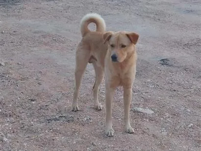 Cachorro raça SRD-ViraLata idade 4 anos nome Sem nome