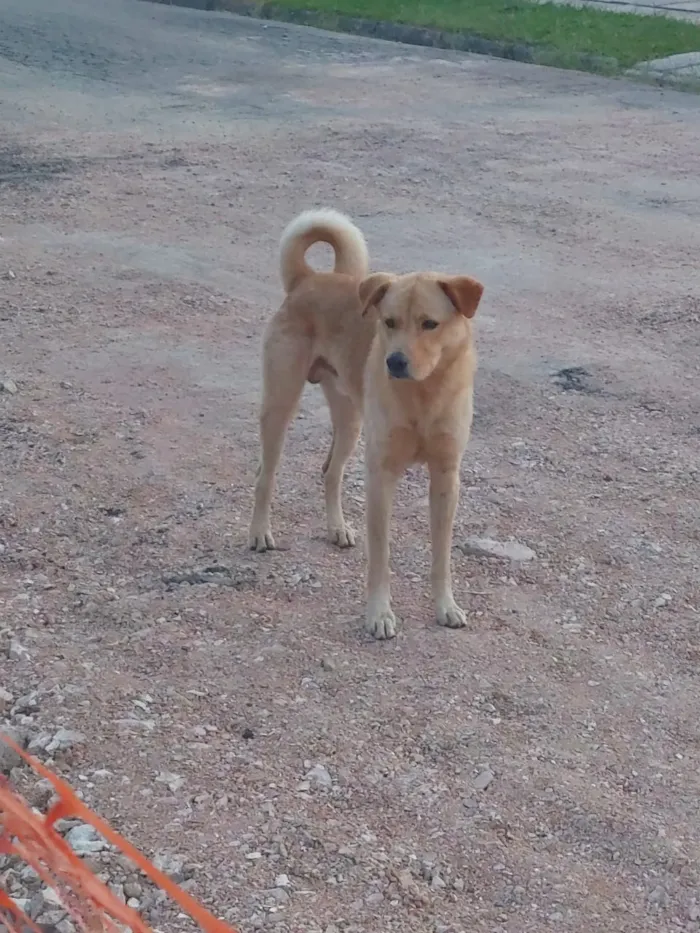 Cachorro raça SRD-ViraLata idade 4 anos nome Sem nome