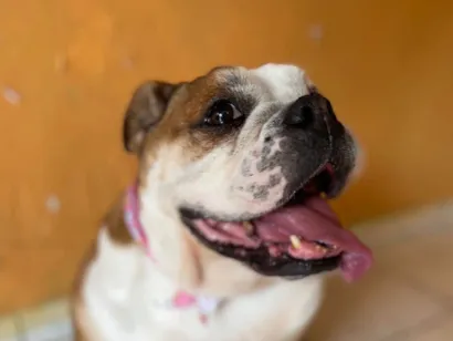 Cachorro raça Bulldog idade 4 anos nome Maria