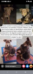 Cachorro raça SRD-ViraLata idade 2 a 6 meses nome PROCURO DONO OU QUEM POSSA ADOTAR