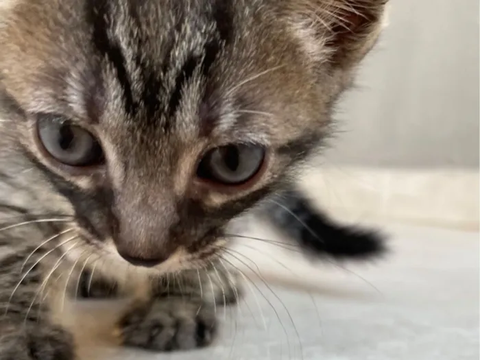 Gato raça SRD-ViraLata idade Abaixo de 2 meses nome Fêmea 