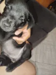 Cachorro raça SRD-ViraLata idade 2 a 6 meses nome Spake 