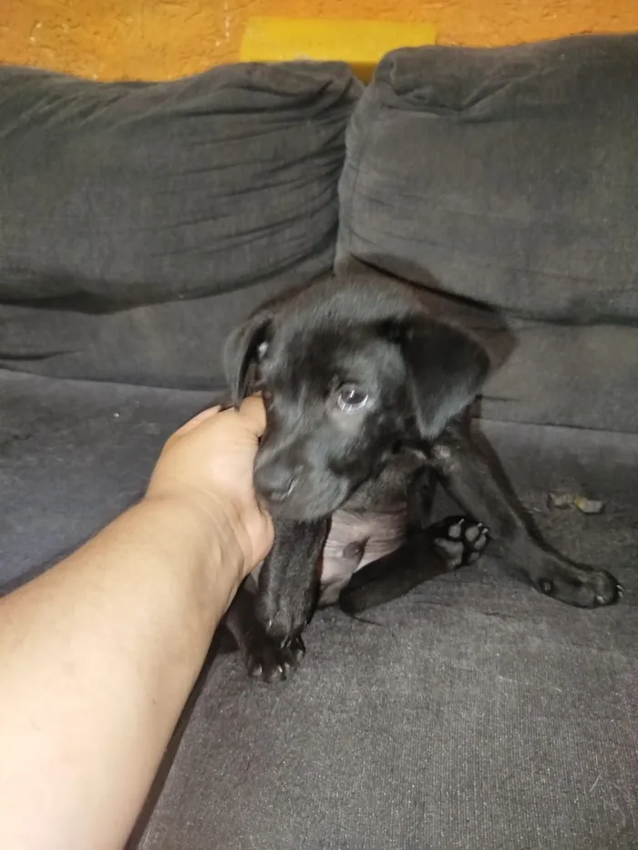 Cachorro raça SRD-ViraLata idade 2 a 6 meses nome Spake 