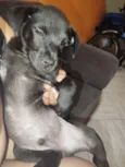 Cachorro raça SRD-ViraLata idade 2 a 6 meses nome Spake 