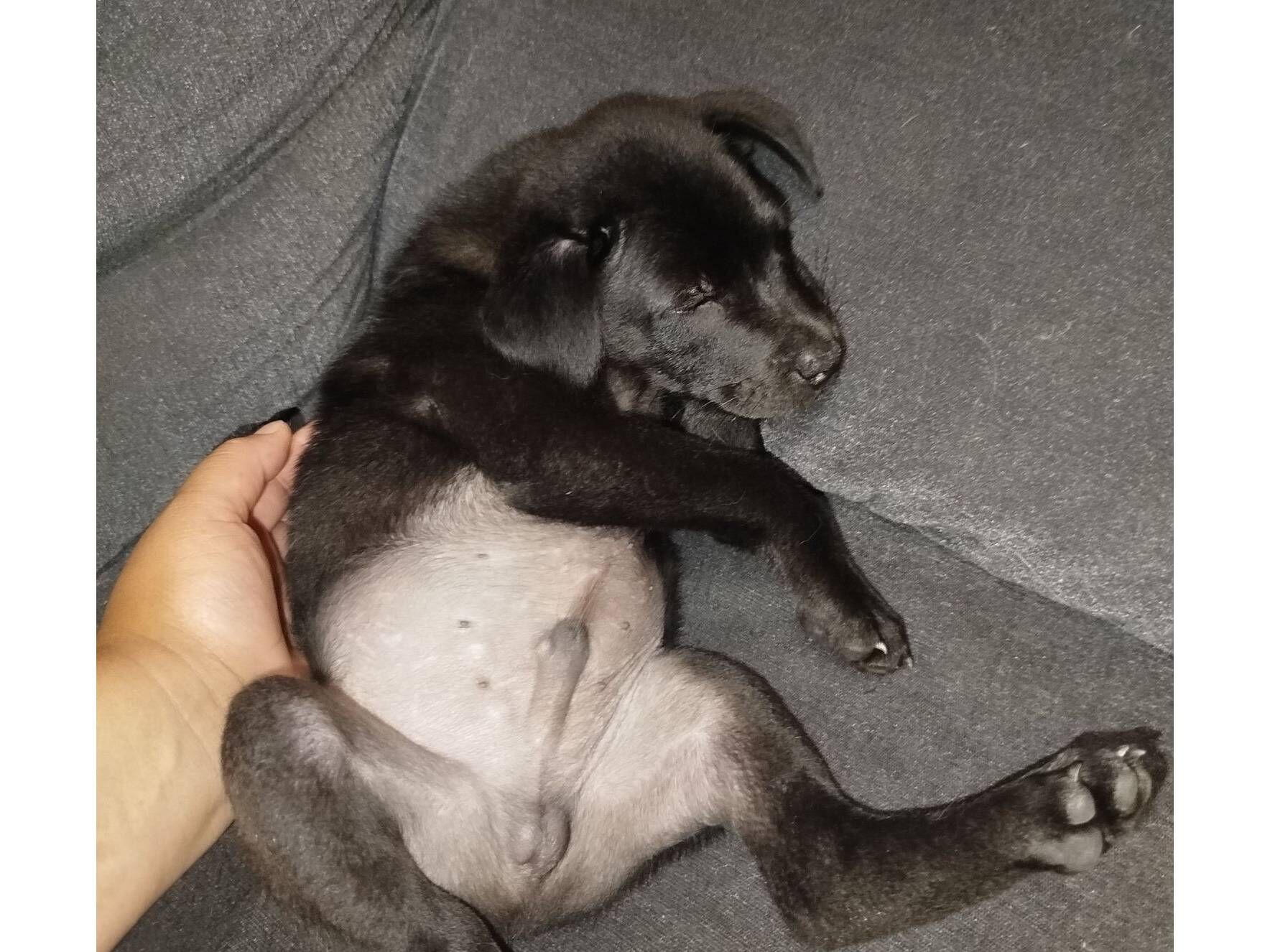 Cachorro raça SRD-ViraLata idade 2 a 6 meses nome Spake 