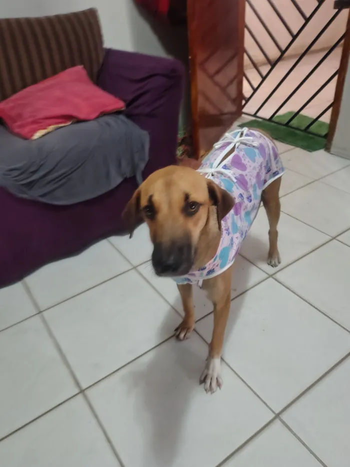 Cachorro raça SRD-ViraLata idade 7 a 11 meses nome Suzana alves de sousa