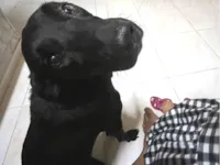 Cachorro raça SRD-ViraLata idade 6 ou mais anos nome Veludo 