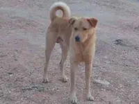 Cachorro raça SRD-ViraLata idade 4 anos nome Sem nome