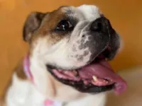 Cachorro raça Bulldog idade 4 anos nome Maria