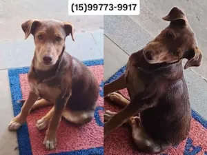 Cachorro raça SRD-ViraLata idade 2 a 6 meses nome Disponível para adoção 