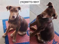 Cachorro raça SRD-ViraLata idade 2 a 6 meses nome PROCURO DONO OU QUEM POSSA ADOTAR