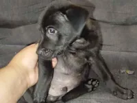 Cachorro raça SRD-ViraLata idade 2 a 6 meses nome Spake 