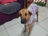 Cachorro raça SRD-ViraLata idade 7 a 11 meses nome Suzana alves de sousa