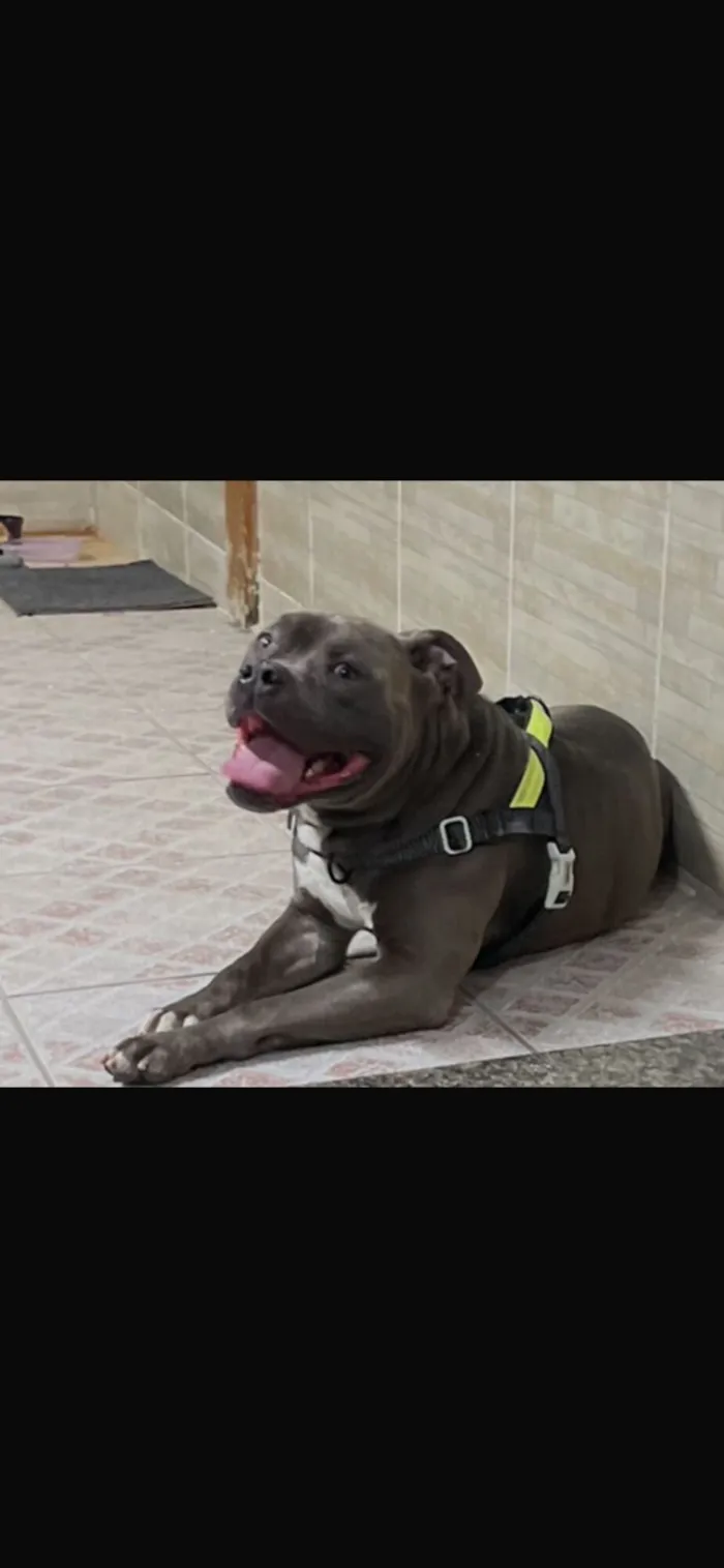 Cachorro raça Pit-Bull idade 4 anos nome Hércules 