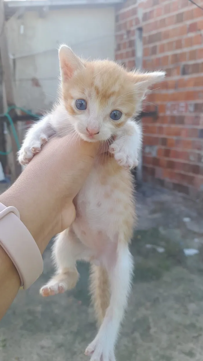 Gato raça SRD-ViraLata idade Abaixo de 2 meses nome Dante