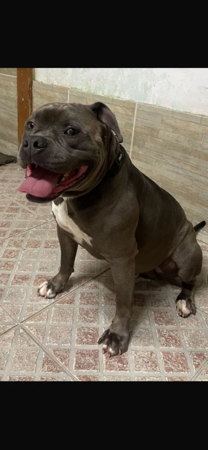 Cachorro raça Pit-Bull idade 4 anos nome Hércules 