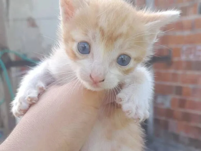 Gato raça SRD-ViraLata idade Abaixo de 2 meses nome Dante