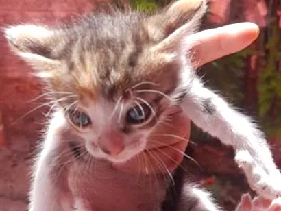 Gato raça SRD-ViraLata idade Abaixo de 2 meses nome Sem nome