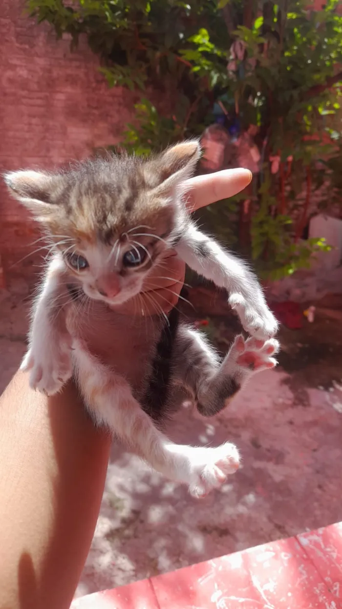 Gato raça SRD-ViraLata idade Abaixo de 2 meses nome Sem nome