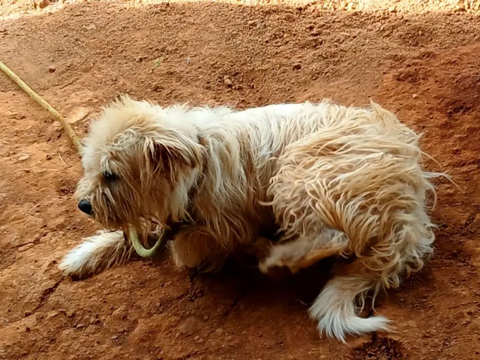 Cachorro raça Shitzu idade 3 anos nome Bebê 