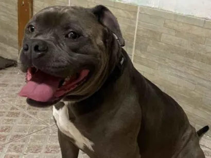 Cachorro raça Pit-Bull idade 4 anos nome Hércules 