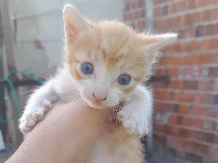Gato raça SRD-ViraLata idade Abaixo de 2 meses nome Dante