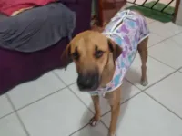 Cachorro raça SRD-ViraLata idade 7 a 11 meses nome Não tem nome