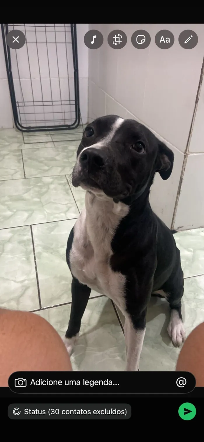 Cachorro raça Pit-Bull idade 1 ano nome Princesa