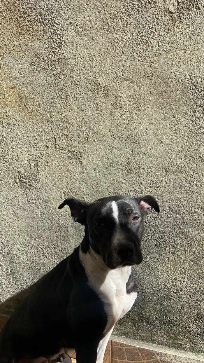 Cachorro raça Pit-Bull idade 1 ano nome Princesa