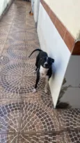 Cachorro raça Pit-Bull idade 1 ano nome Princesa