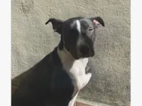 Cachorro raça Pit-Bull idade 1 ano nome Princesa