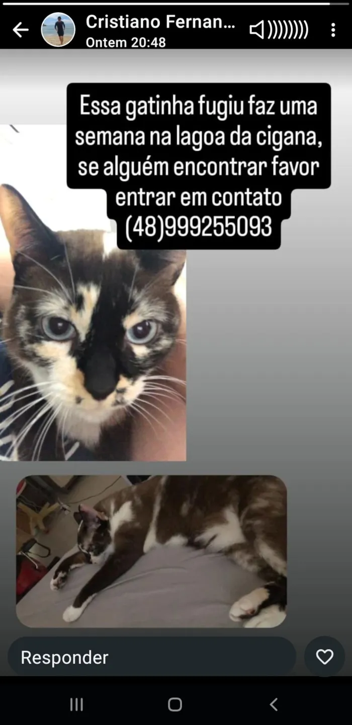 Cachorro raça SRD-ViraLata idade 5 anos nome YUMI