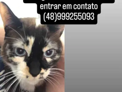 Cachorro raça SRD-ViraLata idade 5 anos nome YUMI