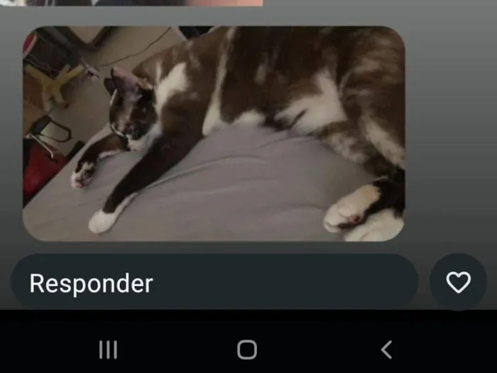 Cachorro raça SRD-ViraLata idade 5 anos nome YUMI