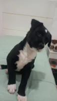 Cachorro raça SRD-ViraLata idade Abaixo de 2 meses nome Filhote 