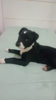 Cachorro raça SRD-ViraLata idade Abaixo de 2 meses nome Filhote 