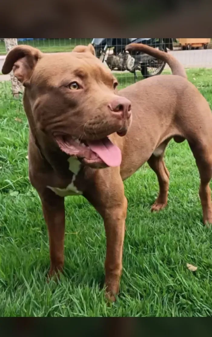 Cachorro raça Pit-Bull idade 1 ano nome Zeus