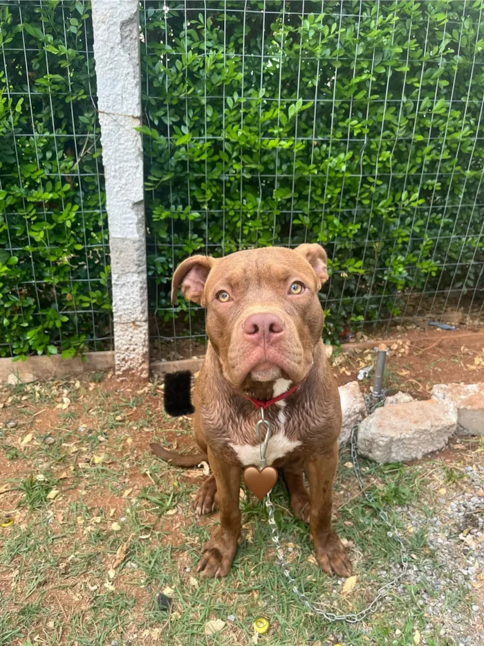 Cachorro raça Pit-Bull idade 1 ano nome Zeus
