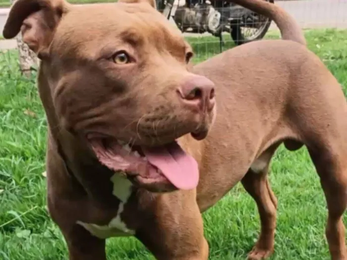 Cachorro raça Pit-Bull idade 1 ano nome Zeus 